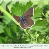 polyommatus amandus adygeya female 1